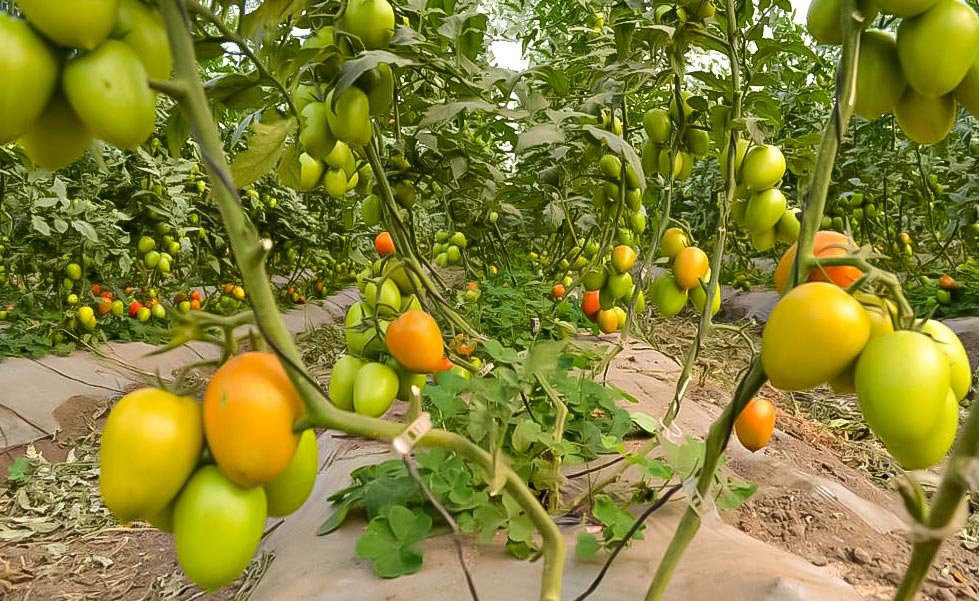 tomate